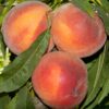 Pix Zee Miniature Peach