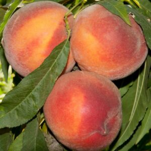 Pix Zee Miniature Peach
