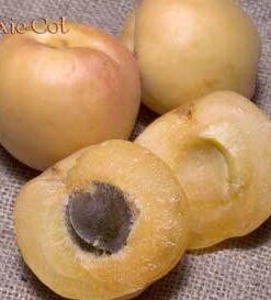 Pixie-Cot Apricot Tree