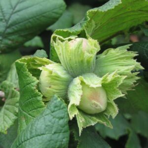 PollyO Hazelnut