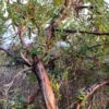 Polylepis australis