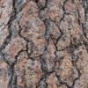 Ponderosa Pine