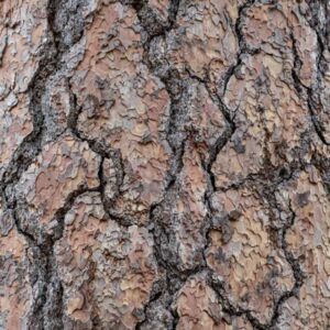 Ponderosa Pine