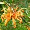Poorinda Leanne Grevillea