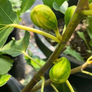 Popone Fig Tree