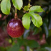 Possum Purple Passion Fruit