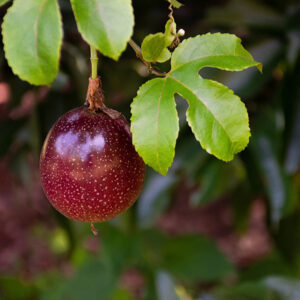 Possum Purple Passion Fruit