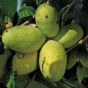 Potomac™ Pawpaw