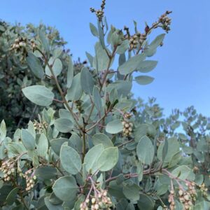 Pozo Summit Big Berry Manzanita