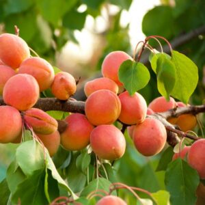 Precious Apricot Tree