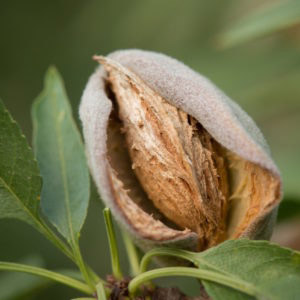Primavera™ Almond
