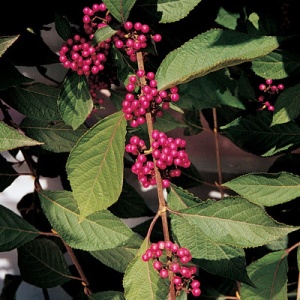 Profusion Beautyberry