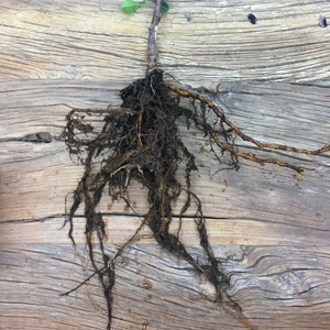 Provence Quince Rootstock