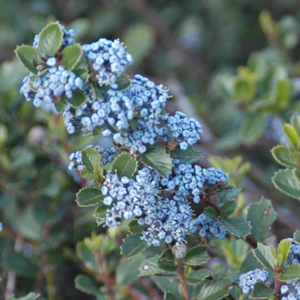 Pt. Reyes Ceanothus
