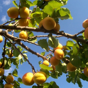 Puget Gold Apricot Tree