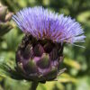 Purple Italian Globe Artichoke 2