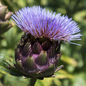 Purple Italian Globe Artichoke 2