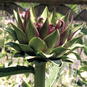 Purple Italian Globe Artichoke