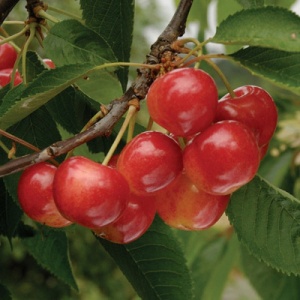 Rainier Cherry Tree