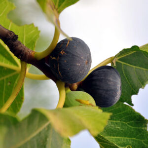 Raspberry Latte Fig