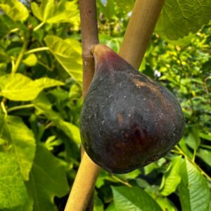 Ravin de Calce Fig
