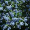 Ray Hartman Ceanothus
