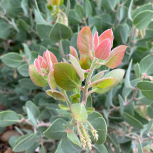 Real Peach Manzanita