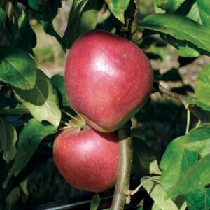 Red Cascade™ Weeping Apple Tree
