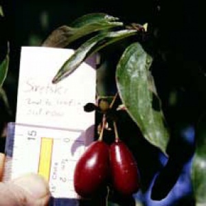 Red Dawn™ Cornelian Cherry Tree