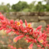 Red False Yucca