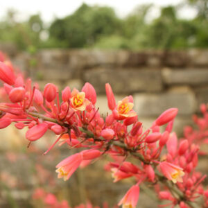 Red False Yucca