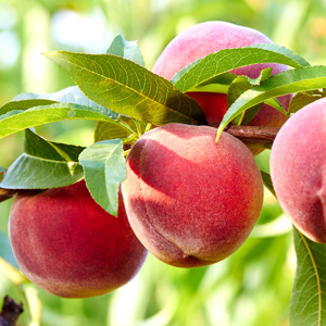 Red Haven Peach