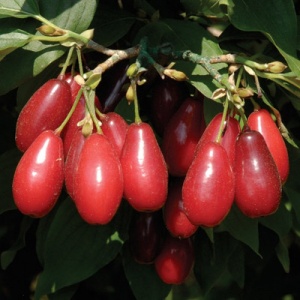 Red Star™ Cornelian Cherry Tree