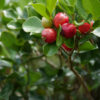 Red Strawberry Guava