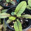 Red Veined Sorrel