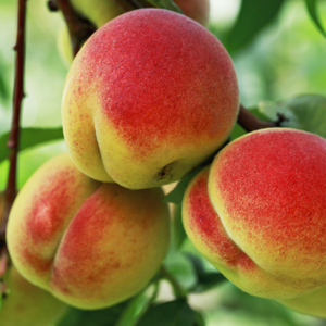 Reliance Peach Tree