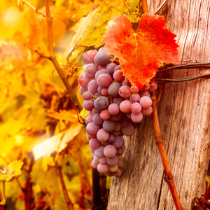 Reliance Table Grape