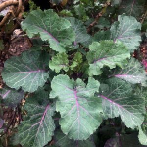 Richmond's Purple Tree Collard
