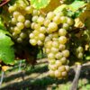 Riesling Wine Grape