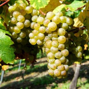 Riesling Wine Grape