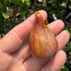 Rosa Esmerelda Fig