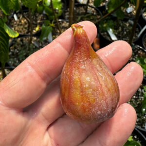 Rosa Esmerelda Fig