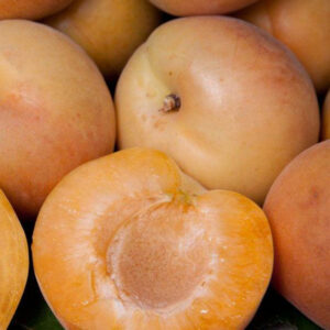 Royal Rosa Apricot Tree
