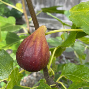 Royal Vineyard Fig