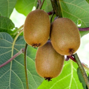 Saanichton Fuzzy Kiwi