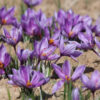 Saffron Crocus Plants