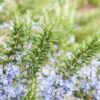 Salem Rosemary