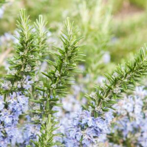 Salem Rosemary
