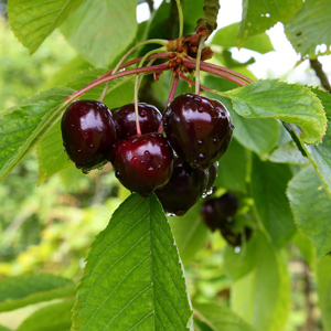 Sam Cherry Tree