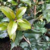 San Jose Osmanthus